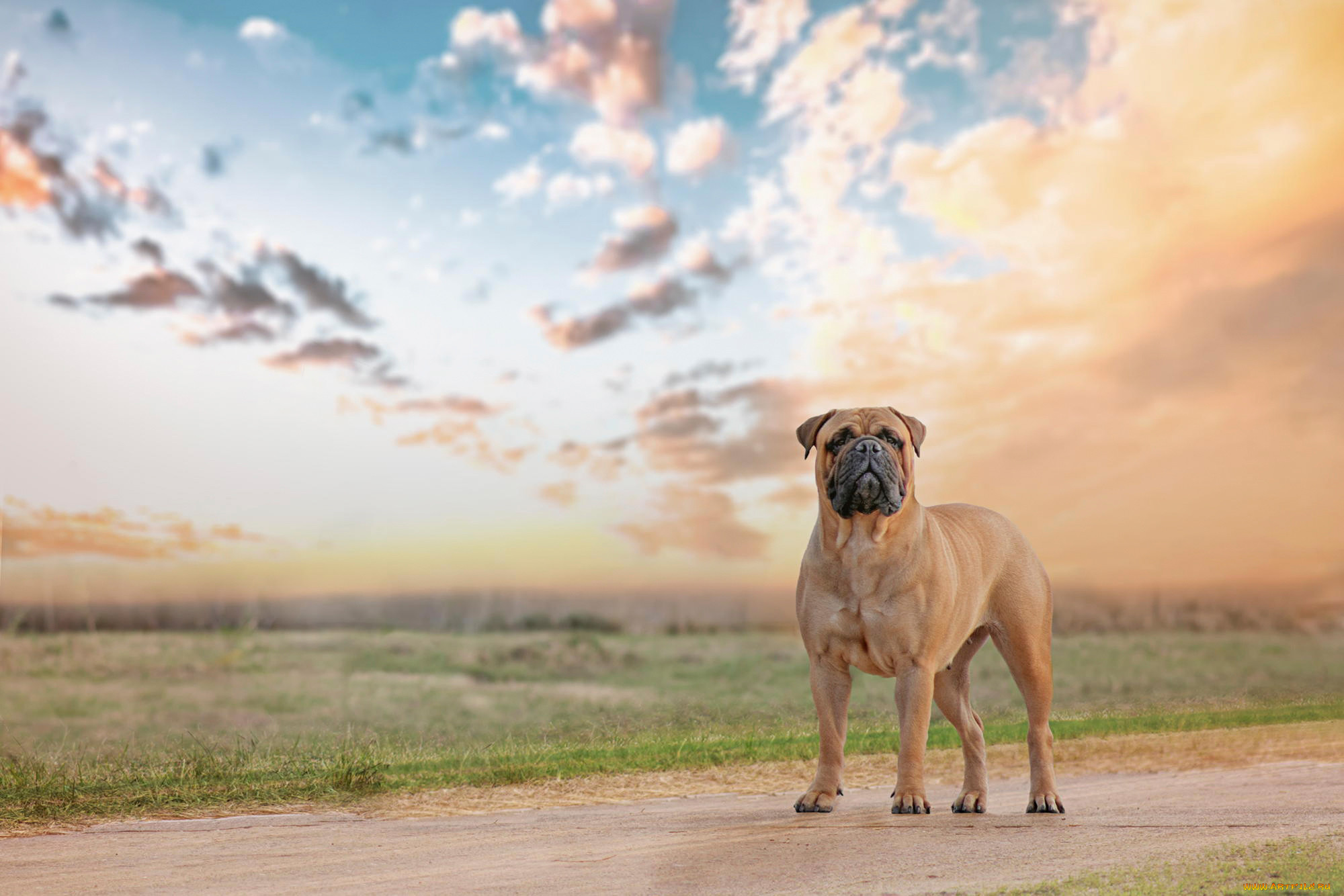 , , bullmastiff, 